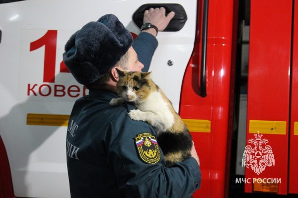 Кот-спасатель служит в пожарной части в Ковернино