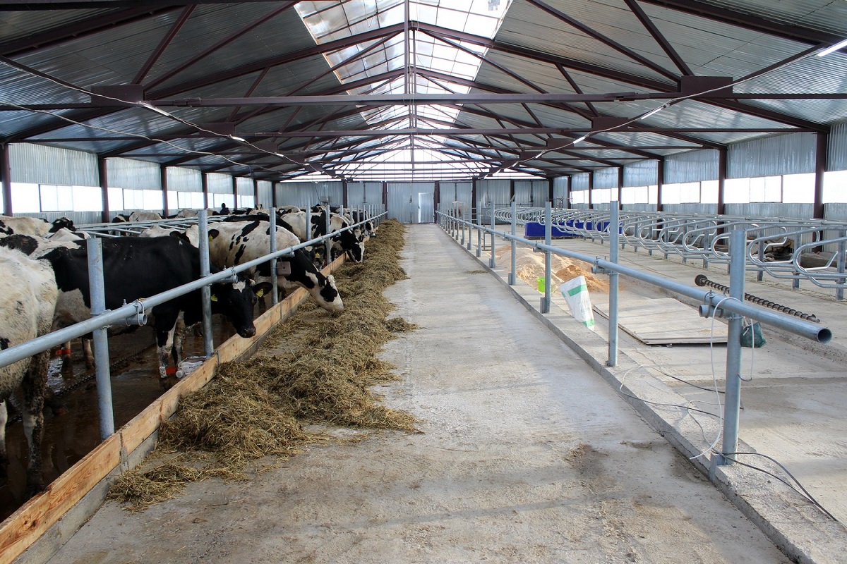 Новая роботизированная ферма на 140 молочных коров запущена в фермерском хозяйстве в Арзамасе Нижегородской области