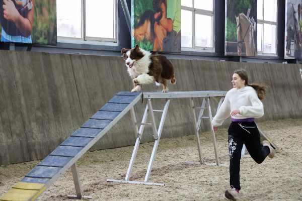 Всероссийские состязания по кинологическому спорту прошли в Нижнем Новгороде