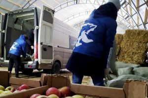 Древесную щепу, переработанную из новогодних живых елей, передали в центр реабилитации лошадей