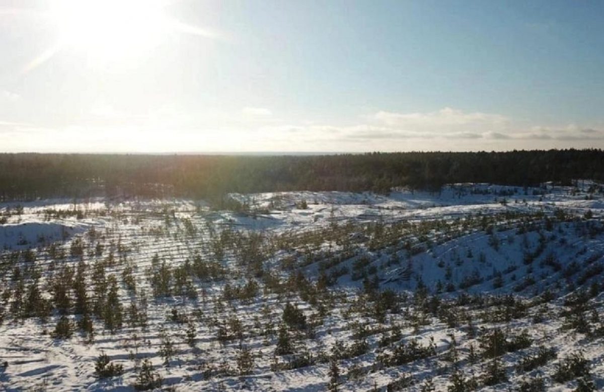 Нижегородская область вошла в топ-10 регионов страны по качеству охраны лесного фонда