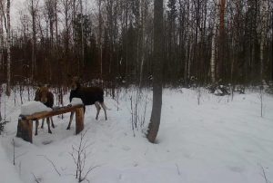 С&nbsp;11&nbsp;января в&nbsp;Нижегородской области запрещена охота на&nbsp;лося
