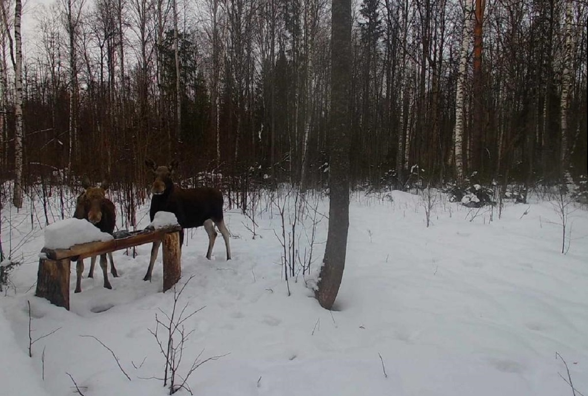 С 11 января в Нижегородской области запрещена охота на лося