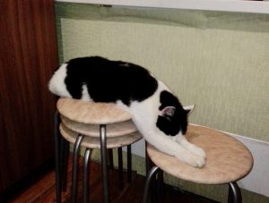 Нижегородский спасатель вызволил домашнего кота из вентиляционного отверстия