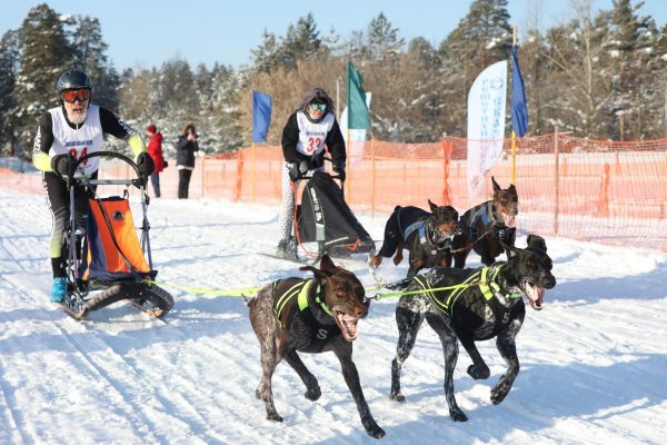 Гонка на собачьих упряжках пройдет в Володарском районе 18 февраля