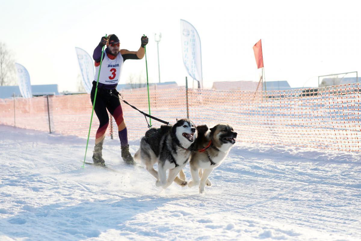 Вьюга, Снежинка и Метель: названы самые популярные зимние клички собак