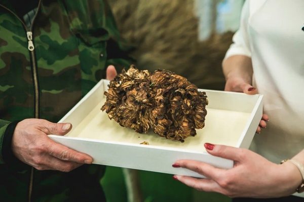 Редкий гриб из парка «Швейцария» стал экспонатом музея Мининского университета