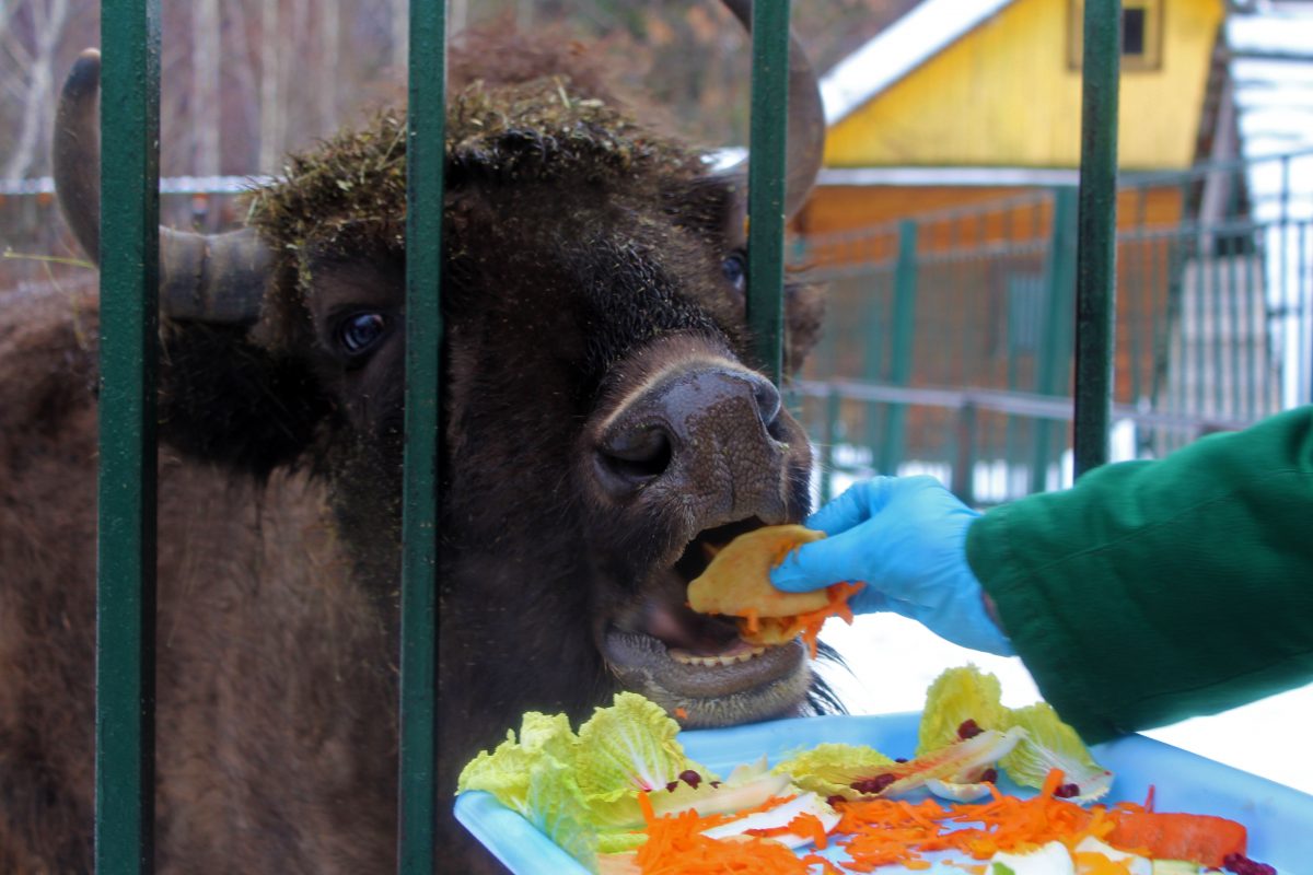 Животных накормили блинами на Масленицу в нижегородском зоопарке «Лимпопо»