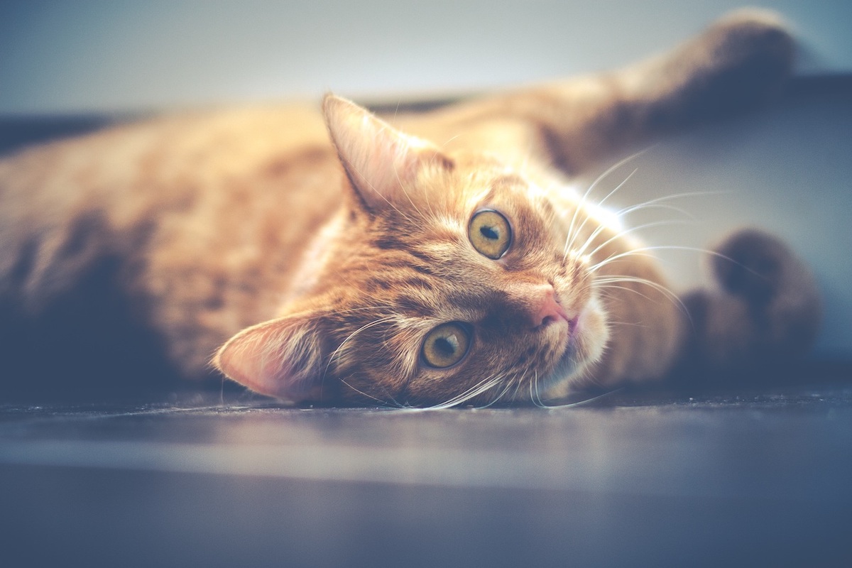 Сухой корм для кошек – полезное и сбалансированное питание