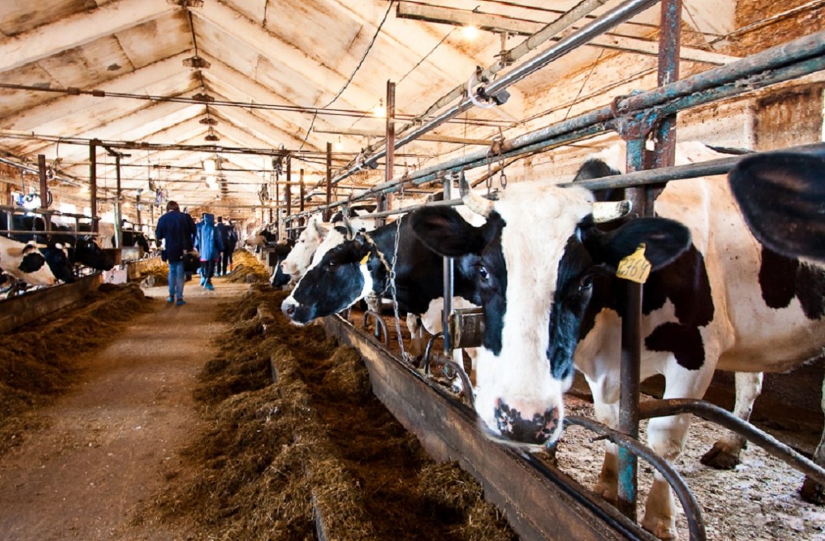 Производство молока в Нижегородской области увеличилось в 2022 году