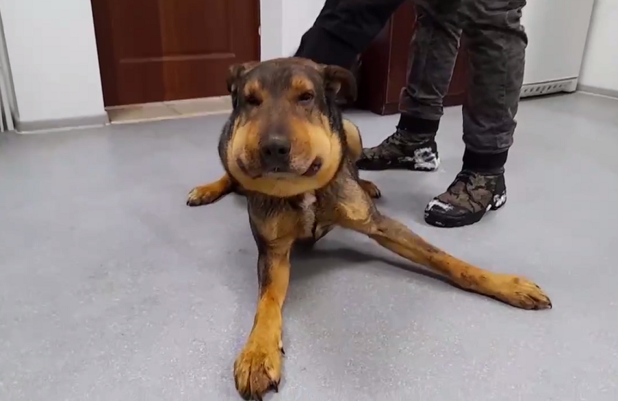 Собаку со стянутой удавкой на шее спасли нижегородские зоозащитники