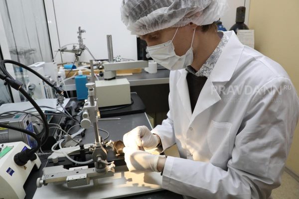 Нижегородские ученые проводят испытания костнозамещающего полимера, аналогов которому в мире нет