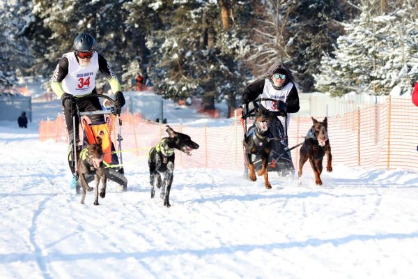 Гонки на собачьих упряжках пройдут в Володарском районе в эти выходные