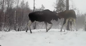 Поединок двух лосей попал в фотоловушку в Керженском заповеднике
