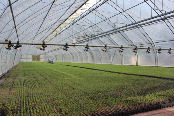 В Нижегородской области в три раза увеличился объем заготовки шишек хвойных растений