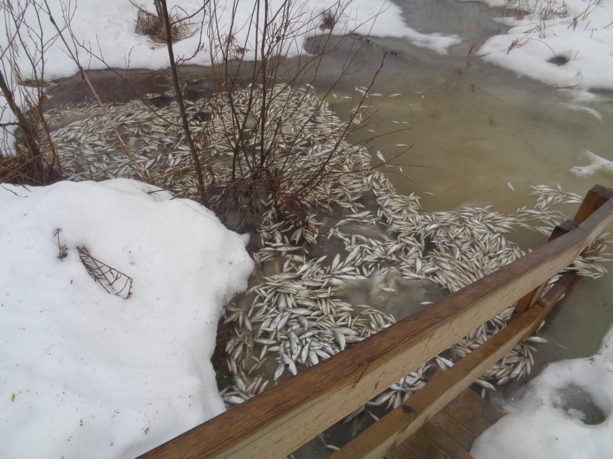 В природном парке прокомментировали массовую гибель рыбы на озере Светлояр