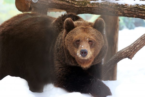 Бурые медведи Ляля и Балу проснулись после долгой спячки в зоопарке «Лимпопо»