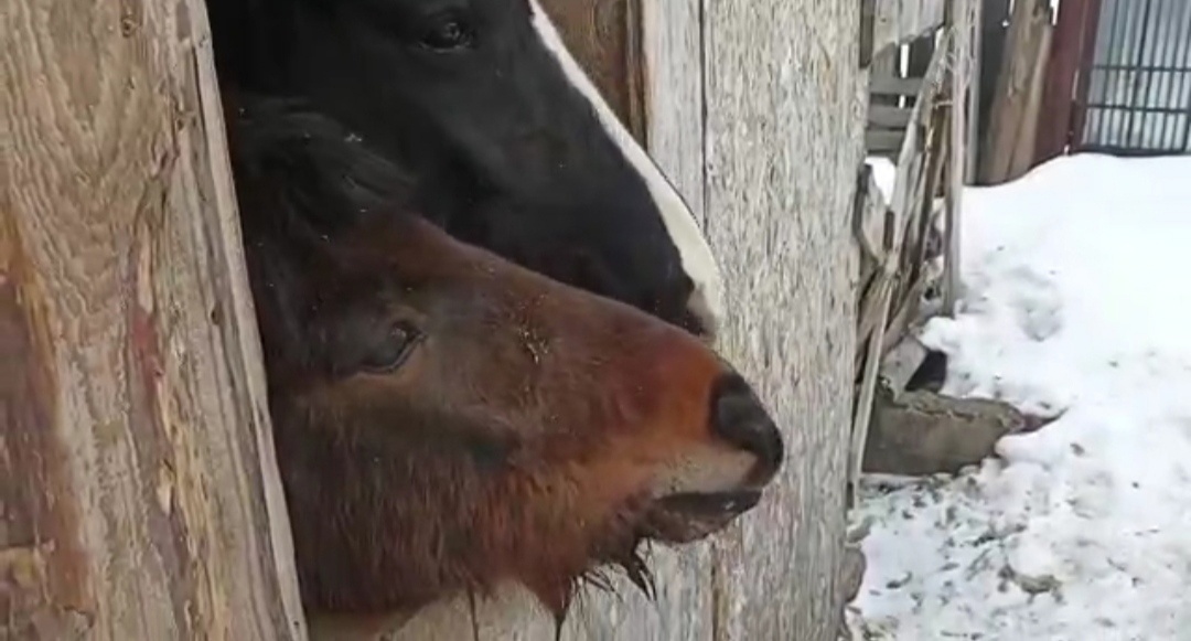 Зоозащитники обнаружили «концлагерь» для лошадей и свиней в Володарском районе