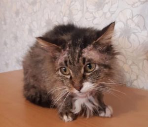 Волонтеры ищут новый дом коту с дерматитом, которого хотят усыпить в Нижнем Новгороде