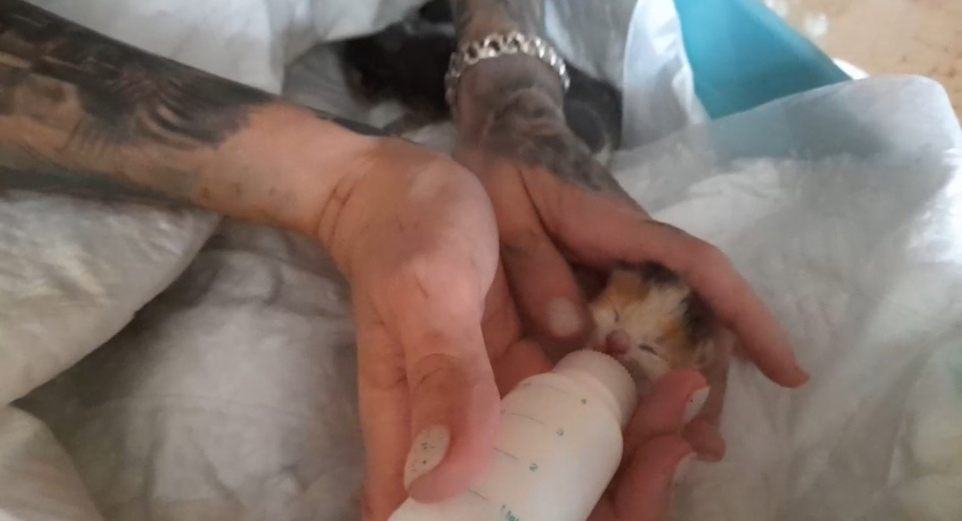Нижегородец выбросил на улицу четырех новорожденных котят в пакете