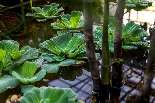 Экспозиция «Тропический водоём» появилась в оранжерее Ботанического сада ННГУ