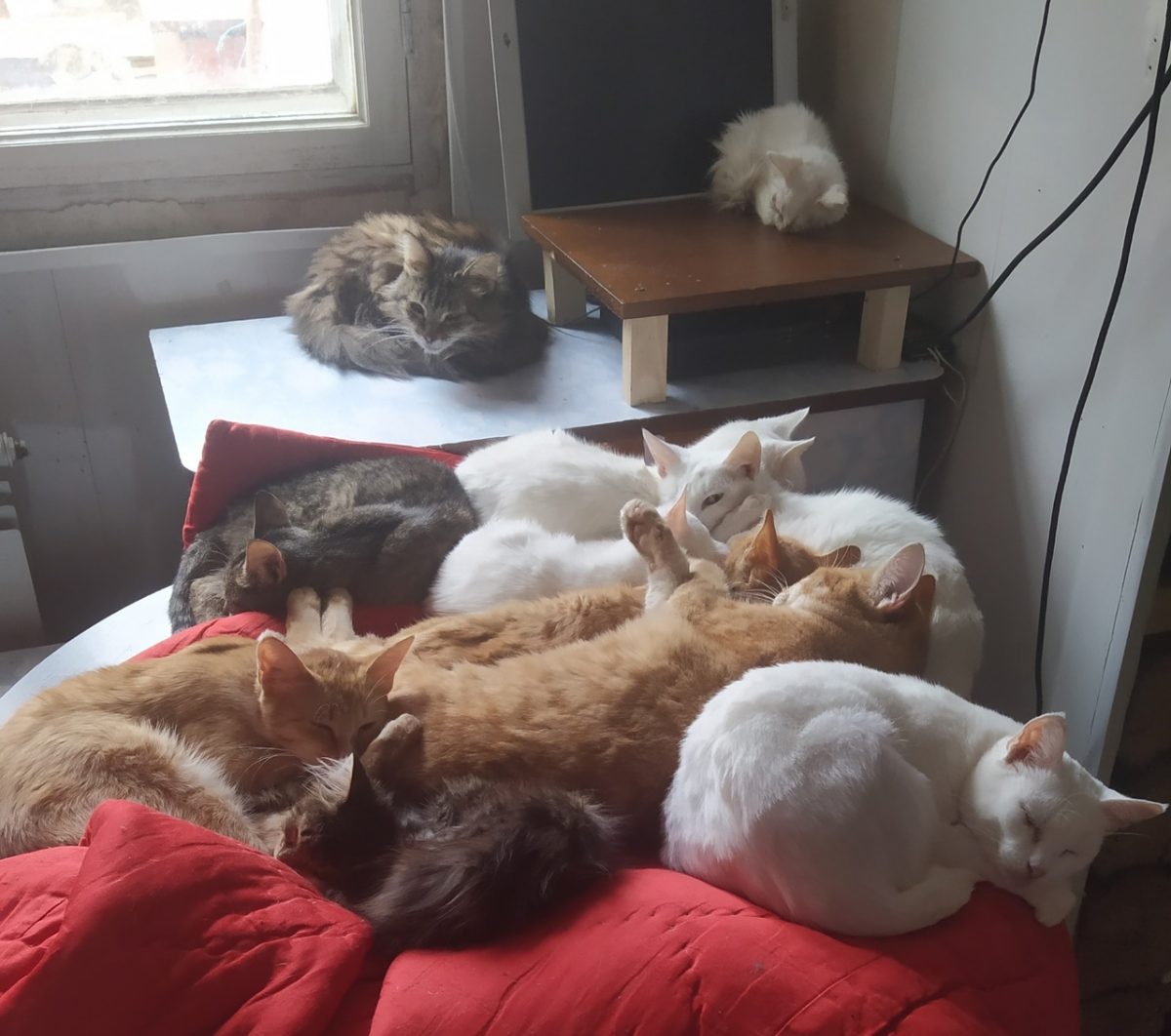 Чкаловский Дом верности - это дом, которым семья поделилась с почти сорока кошками