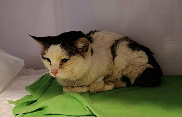 Волонтеры спасли выброшенного на улицу кота в Нижнем Новгороде