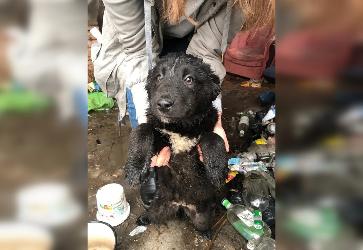 Трем щенкам ищут новый дом в Нижнем Новгороде