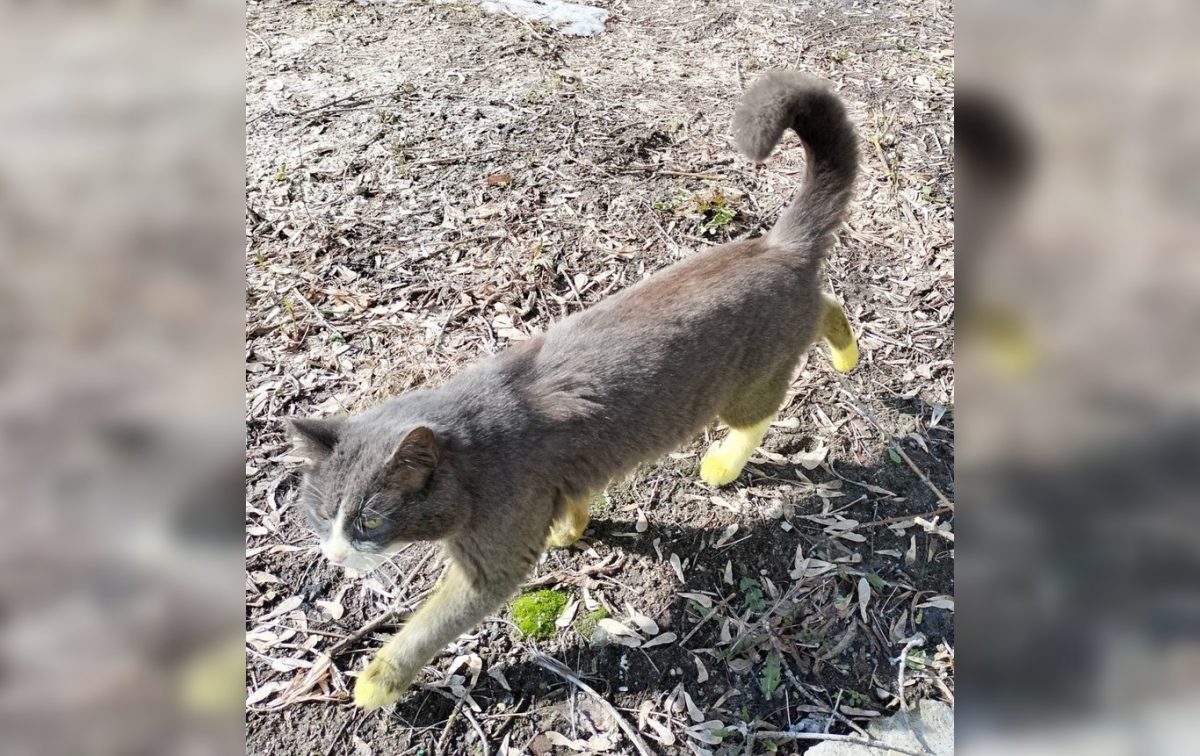 Желтого кота обнаружили в Дзержинске