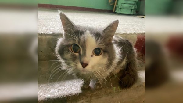Новый дом ищут для кошки, у которой умерла хозяйка в Нижнем Новгороде