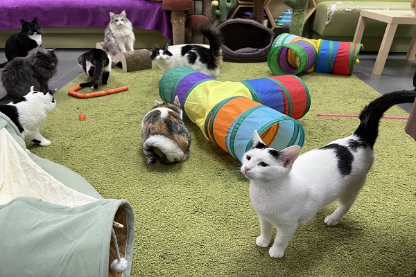 Нижегородцы проводят время с котами в котокафе