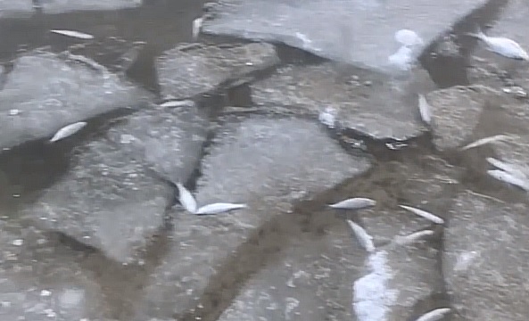 Десятки рыб погибли на Святом озере в Дзержинске