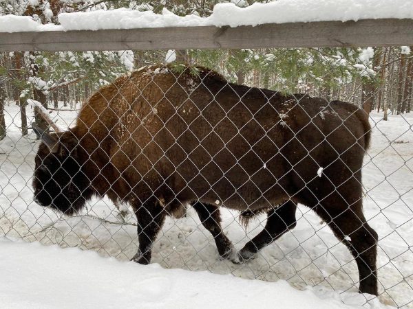 В гостях у гигантов