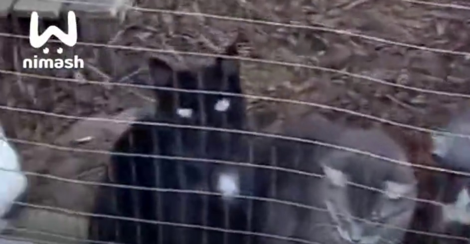 Нижегородка спасла 19 кошек, оставшихся после смерти хозяев