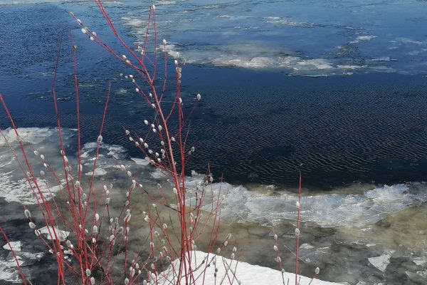 Первая верба распустилась в Нижегородской области