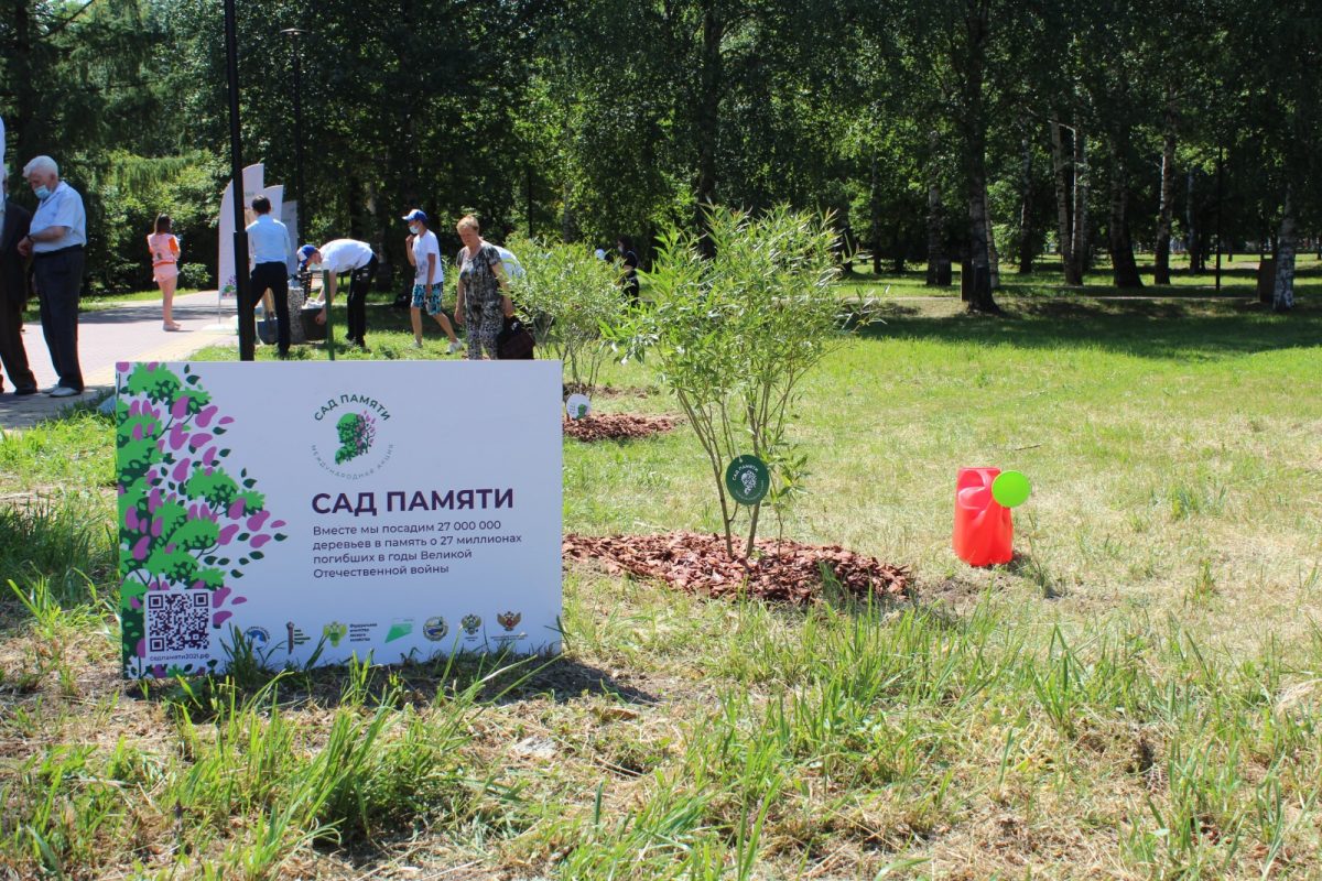 В Нижегородской области высадят более 300 тысяч сеянцев ели и сосны в рамках акции «Сад памяти»