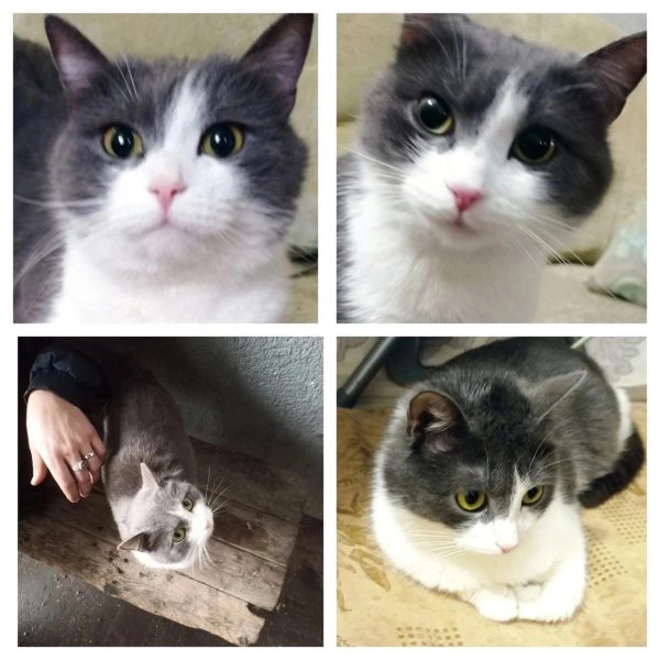 Нижегородские волонтеры ищут новый дом для кошки из цирка братьев Запашных