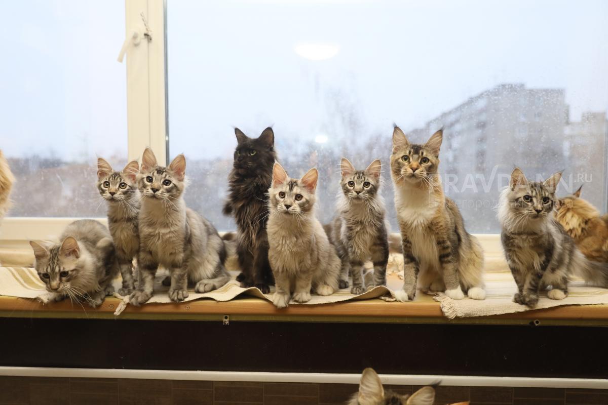 Нижегородские спортсмены рассказали о своих котах и кошках