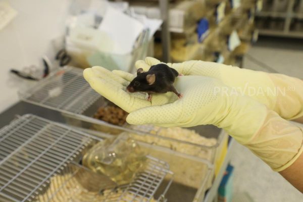 Четыре человека заразились мышиной лихорадкой в Арзамасском районе