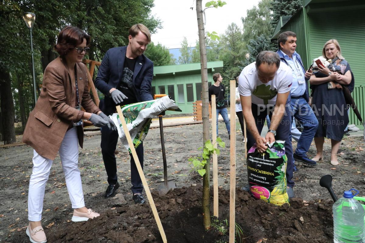 Почти 5,5 тысяч деревьев и кустарников за год высадили в Нижнем Новгороде