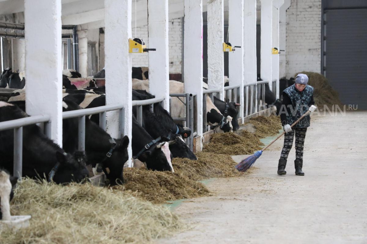 Производство сельскохозяйственной продукции увеличилось в Нижегородской области в 2023 году