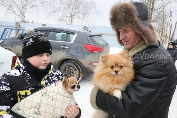 Что делать, если собака укусила хозяина?