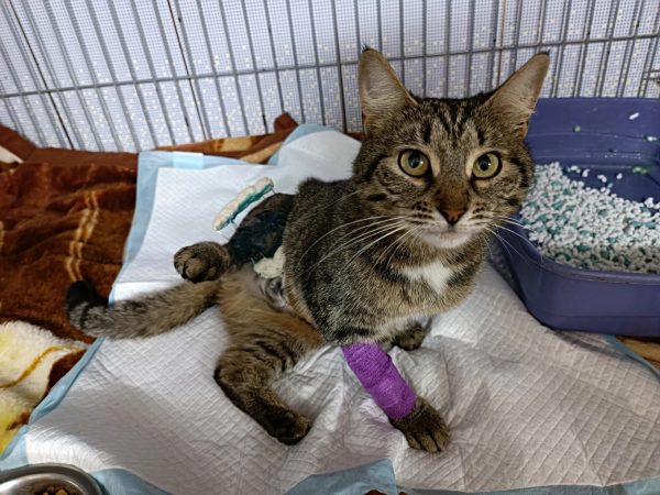 Сброшенную с балкона кошку спасли в котопесокафе в Нижнем Новгороде