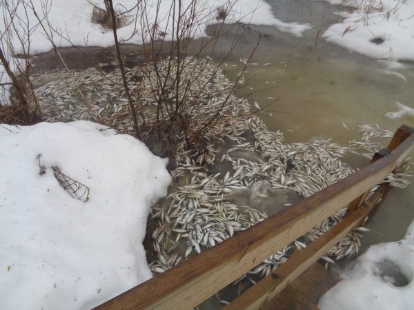 Сотни рыб погибли на нижегородском озере Светлояр из-за вмешательства человека