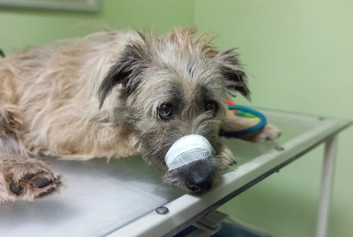 Волонтеры приютили брошенную у магазина собаку со сломанной лапой в Нижнем Новгороде