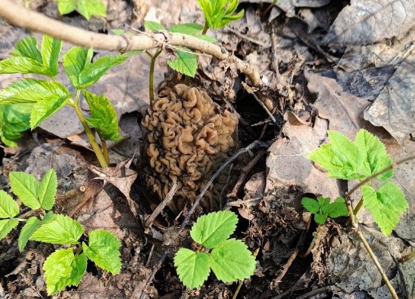 Специалисты Роспотребнадзора объяснили нижегородцам, чем опасны весенние грибы