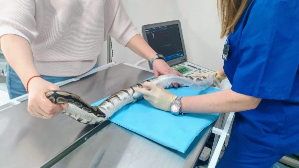 Питон и кролик стали первыми пациентами нового государственного ветеринарного кабинета в Нижнем Новгороде