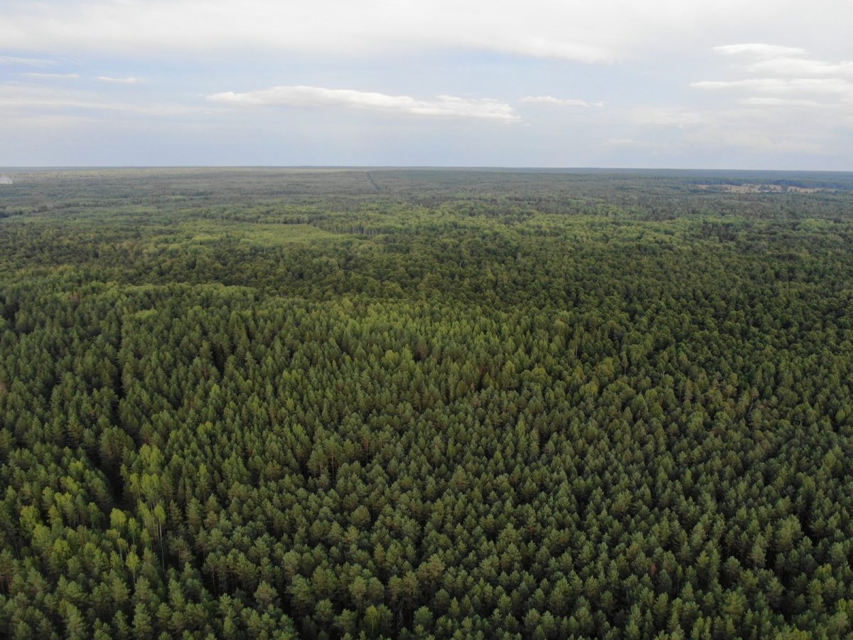 «Фитосанитарная обстановка в нижегородских лесах за последние пять лет заметно улучшилась», — Роман Воробьев