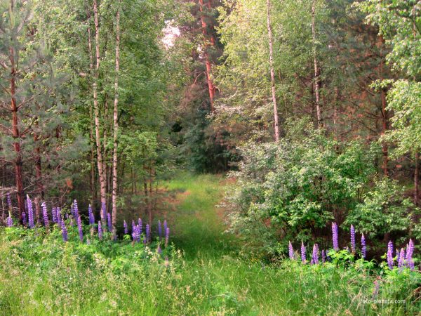 Нижегородские медики рекомендуют соблюдать меры предосторожности при прогулках на природе в период активности клещей