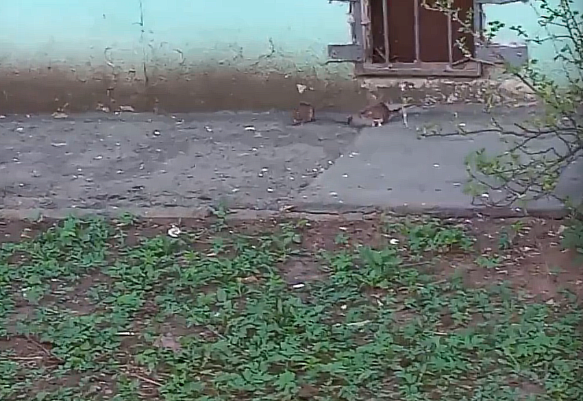 Жители одного из домов в Сормовском районе жалуются на обилие крыс